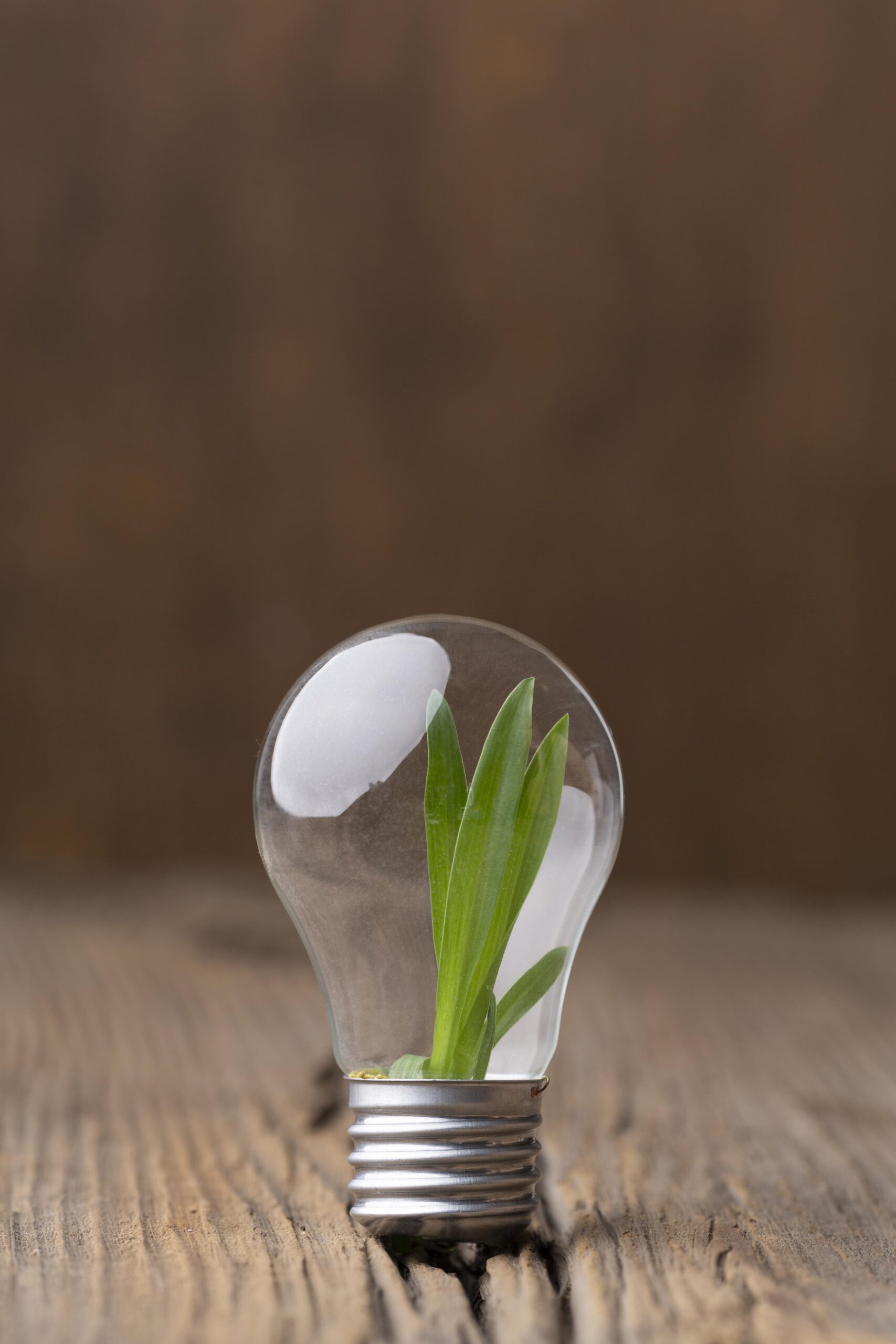 Lumière plante verte